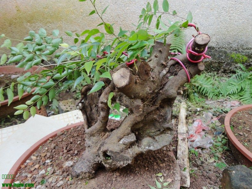 綯2.jpg