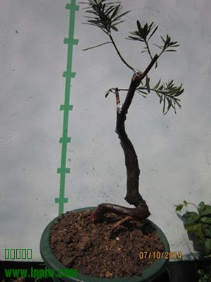 IMG_0128.JPG