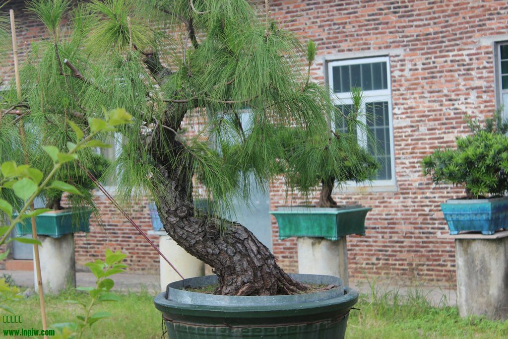 IMG_0295_.jpg