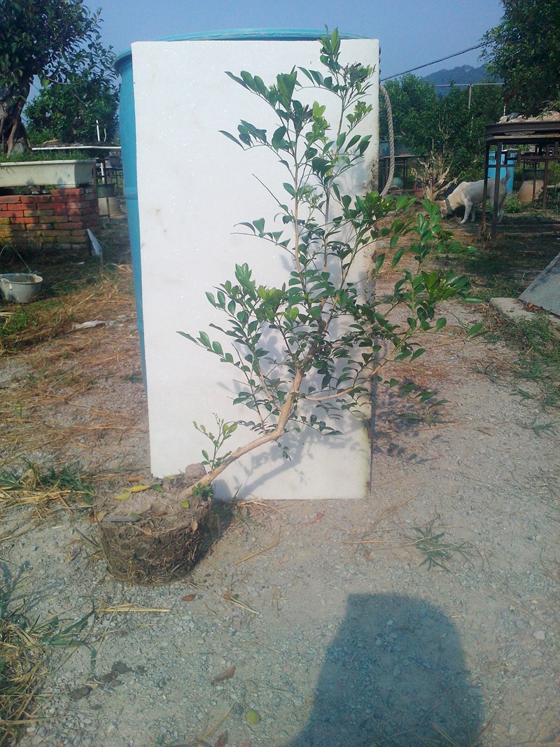 IMG20141008001.jpg