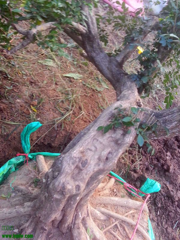 20141009_173801_.jpg