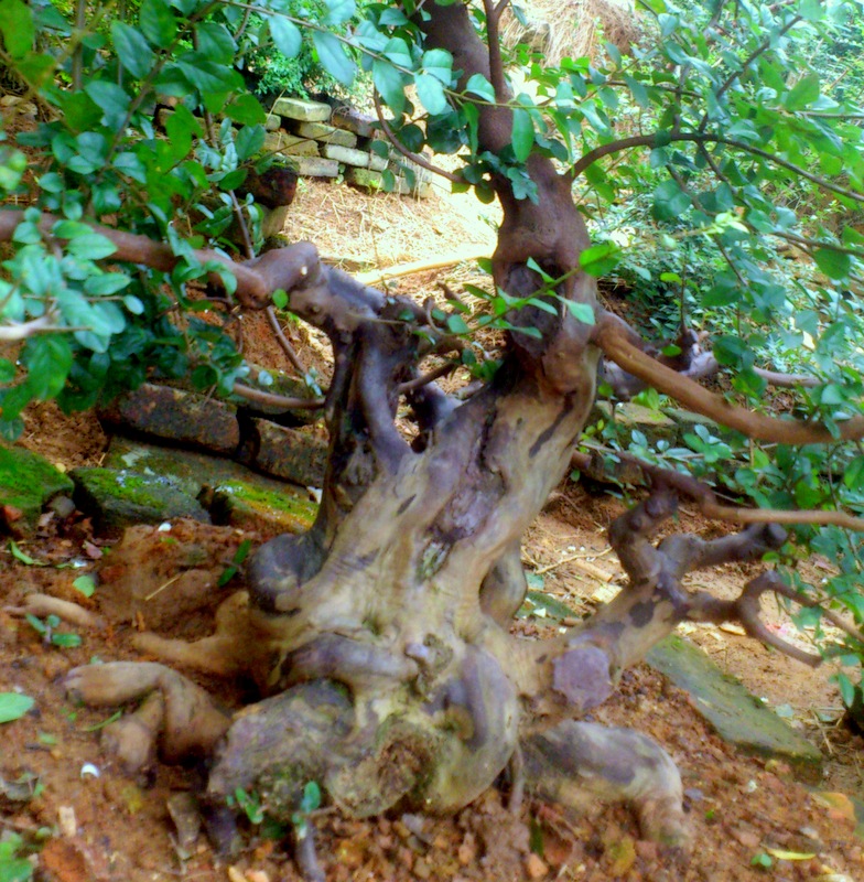 DSC_2020.jpg