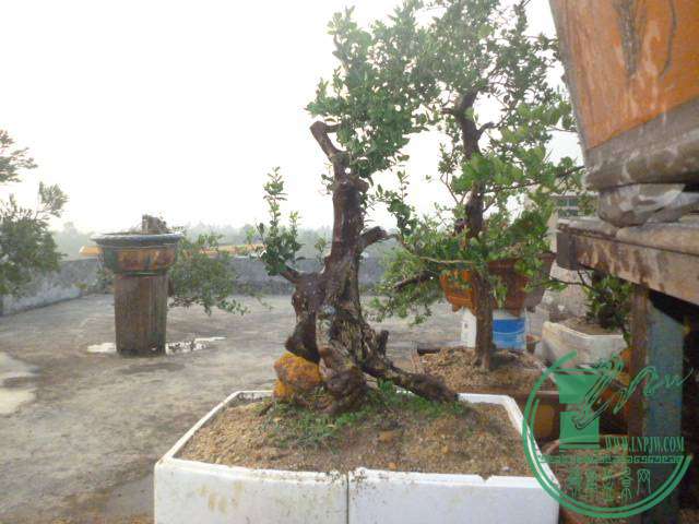 P1120418.JPG