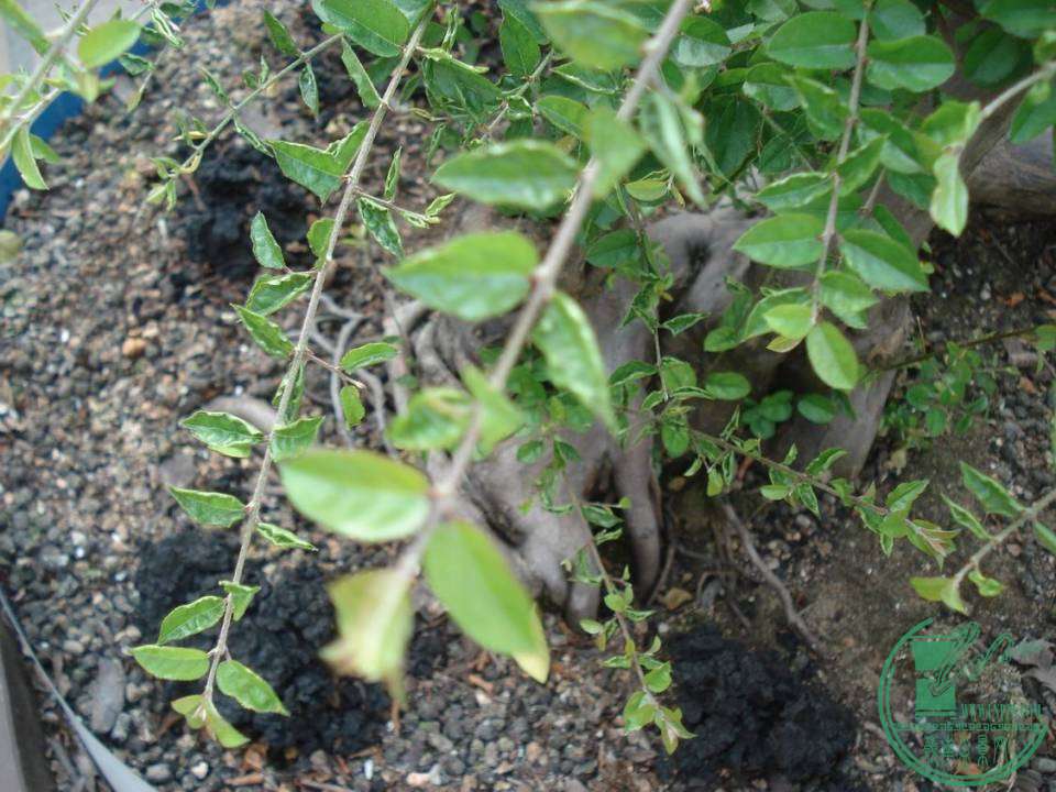 С DSC00063.JPG