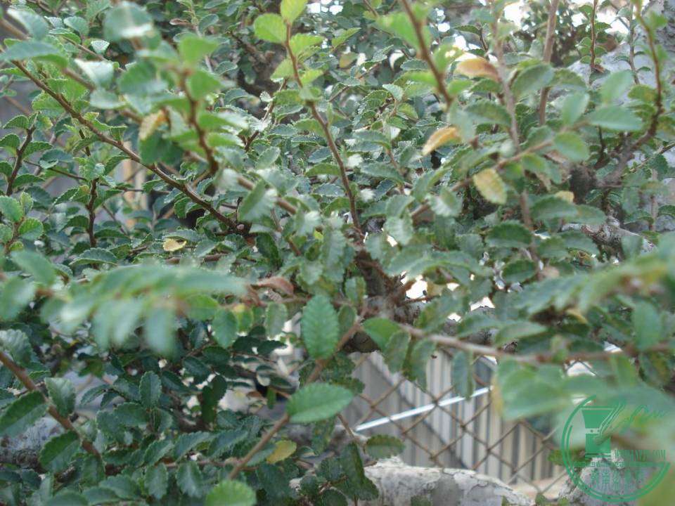 С DSC00064.JPG