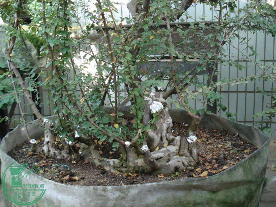 DSC00065.JPG