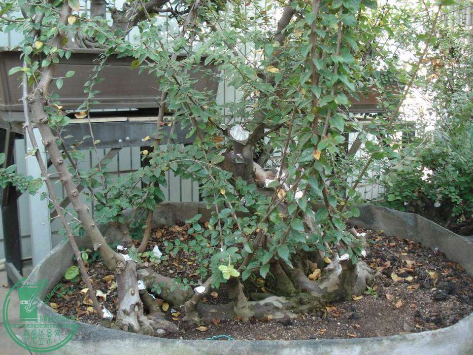 DSC00066.JPG