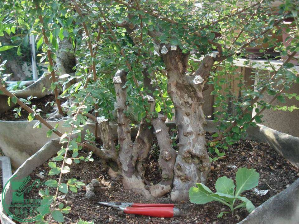 DSC00069.JPG