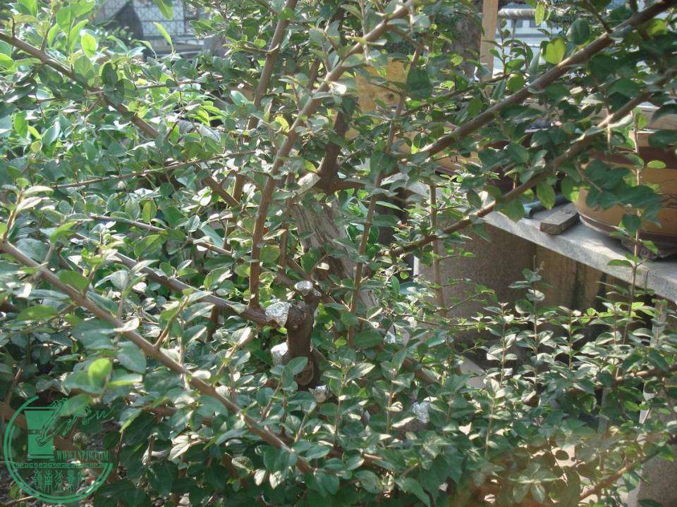DSC00070.JPG