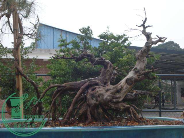 DSC01616.JPG