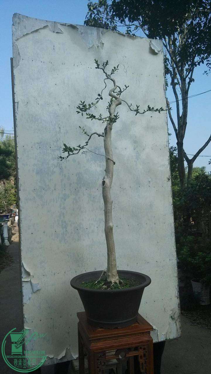 005.jpg