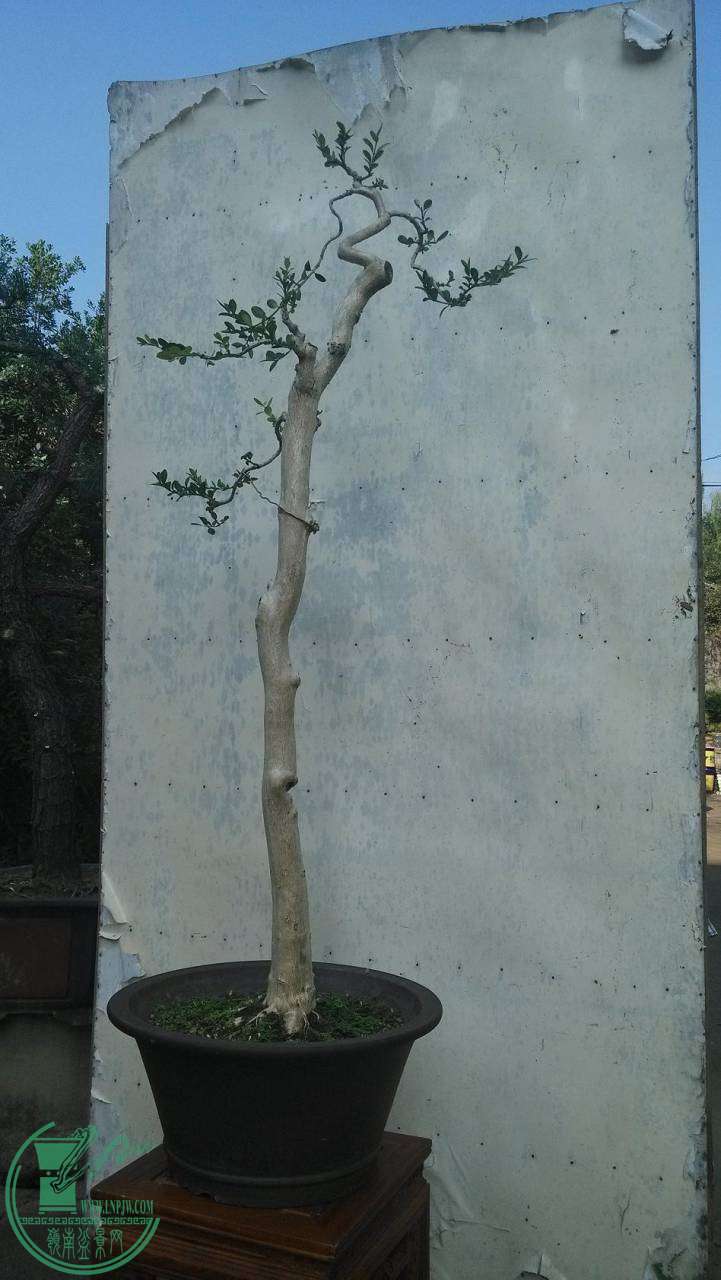 006.jpg