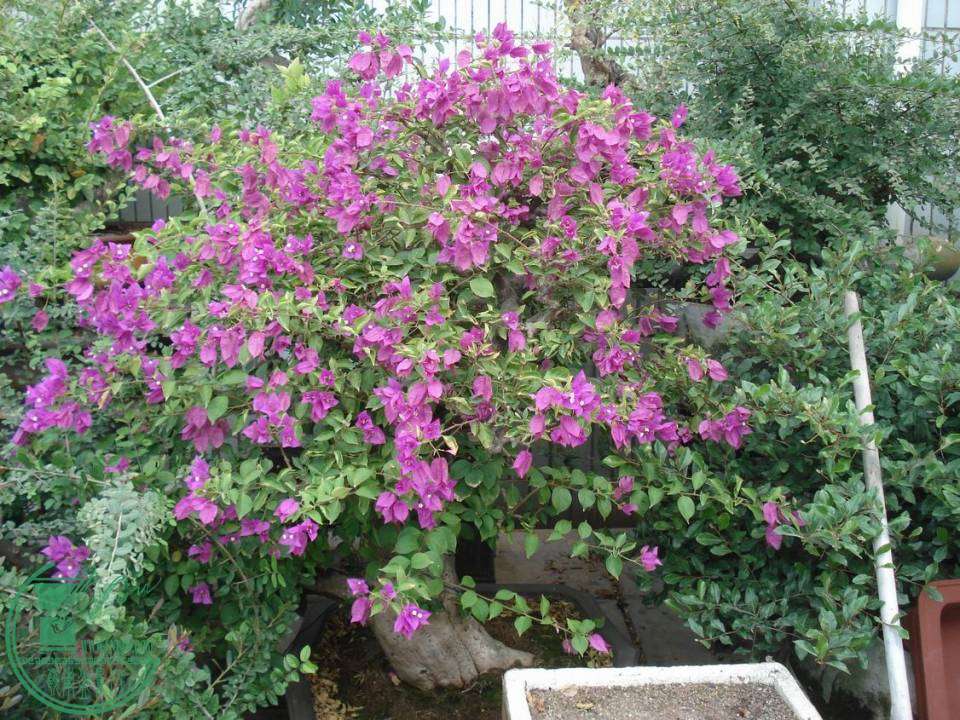 С DSC00073.JPG
