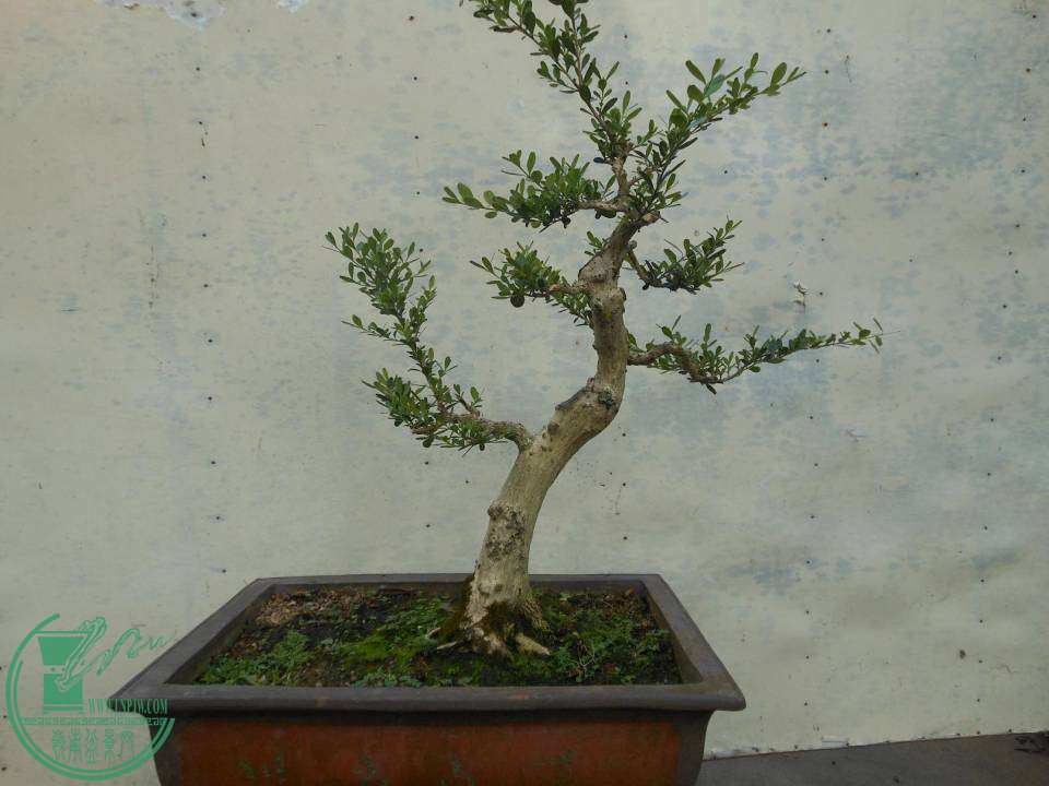 G011.JPG