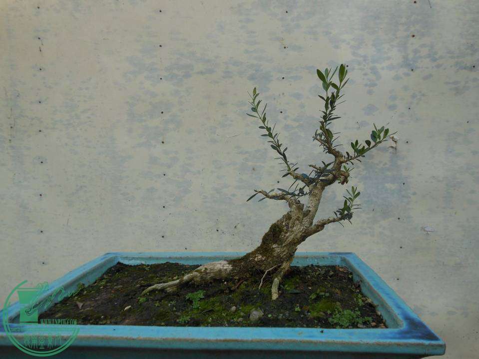 G007.JPG