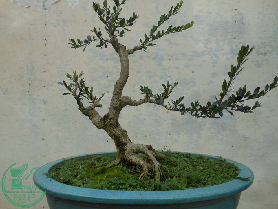G008.JPG