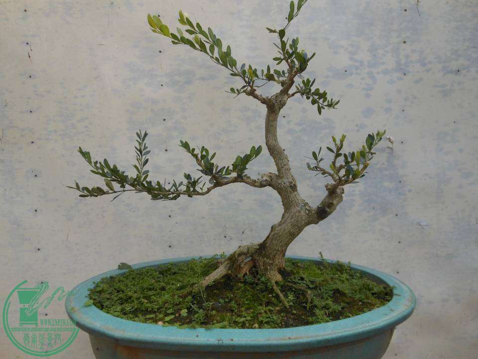 G009.JPG