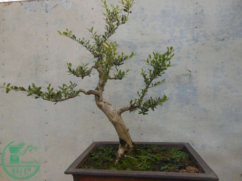 G010.JPG