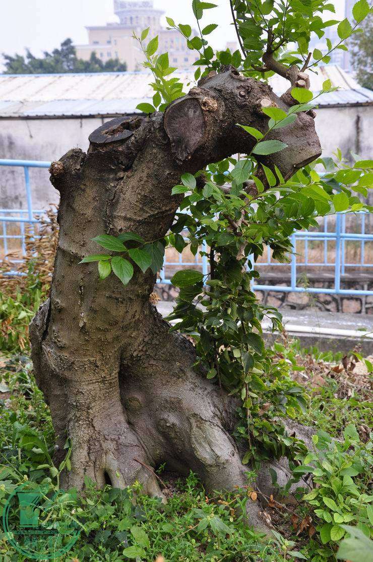 С ת _DSC0045.JPG