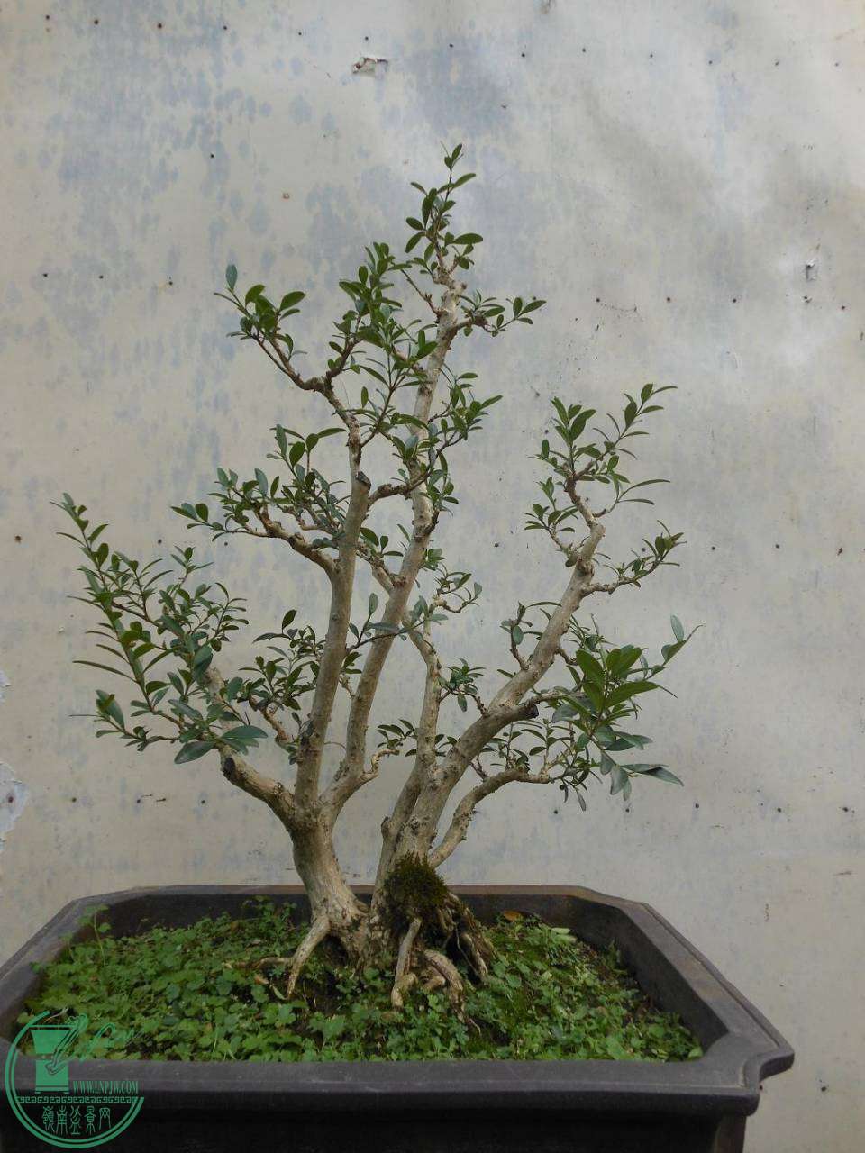 A001.JPG