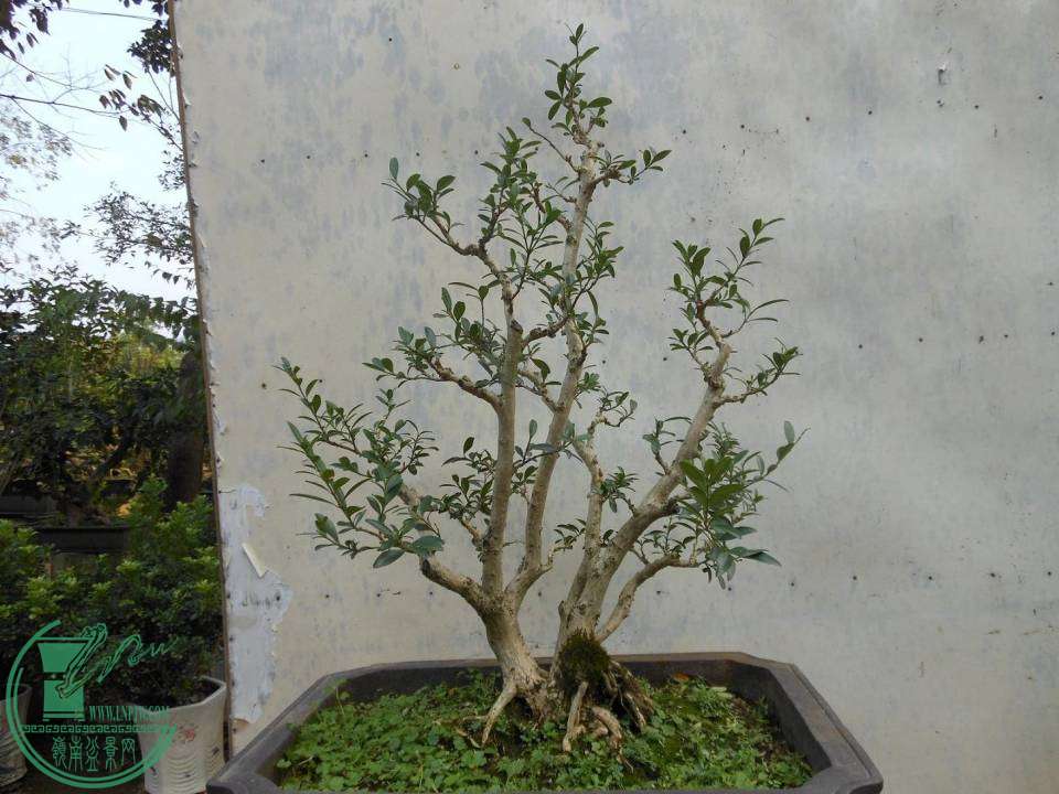 A002.JPG