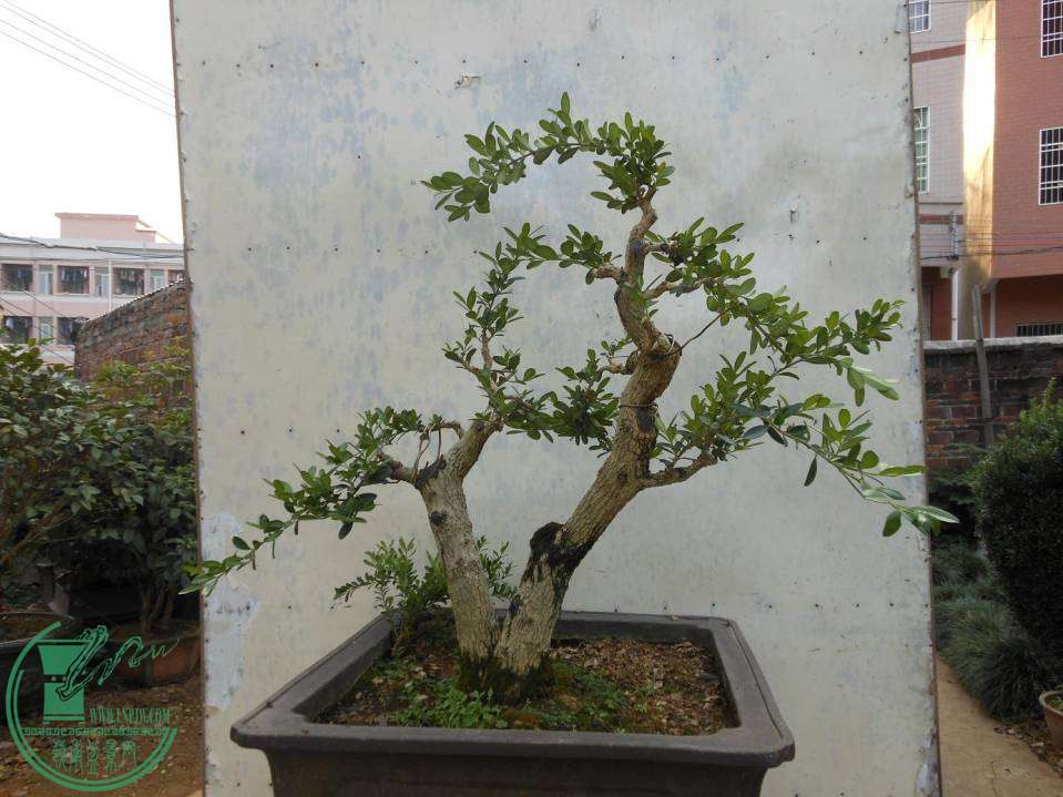 A008.JPG