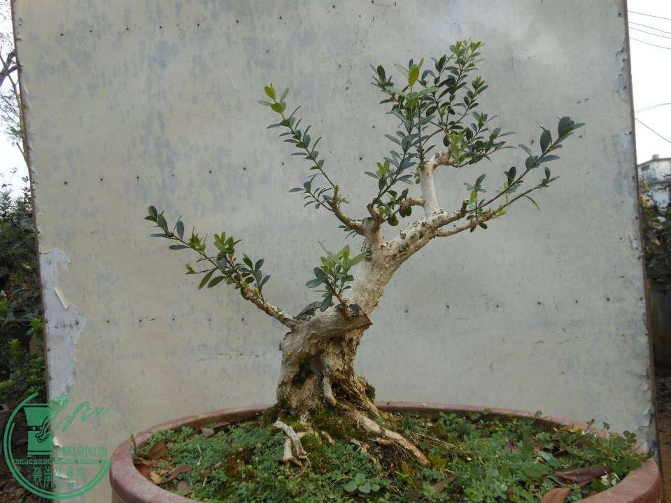 A009.JPG