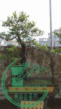 psbCAWY73QG.jpg