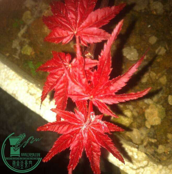 QQͼƬ20141029161225.jpg