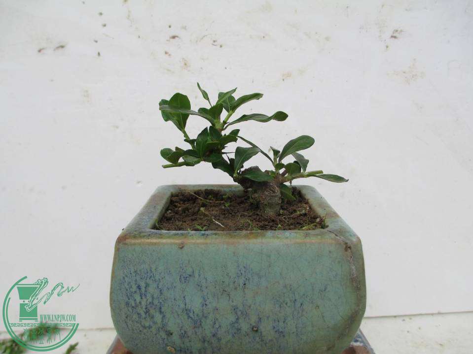 Ƭ 725.jpg
