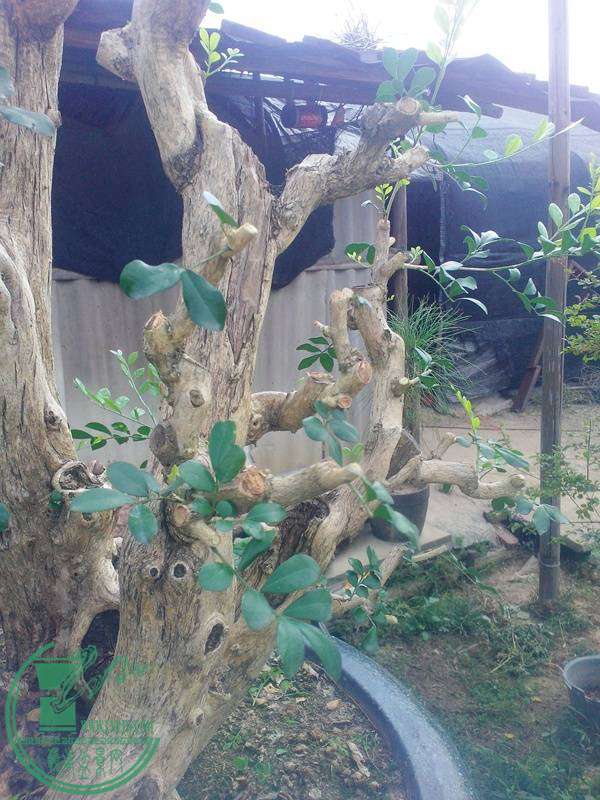 IMG20141030002.jpg