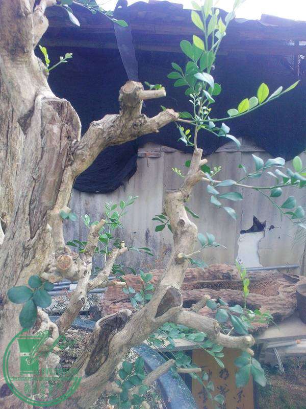 IMG20141030003.jpg