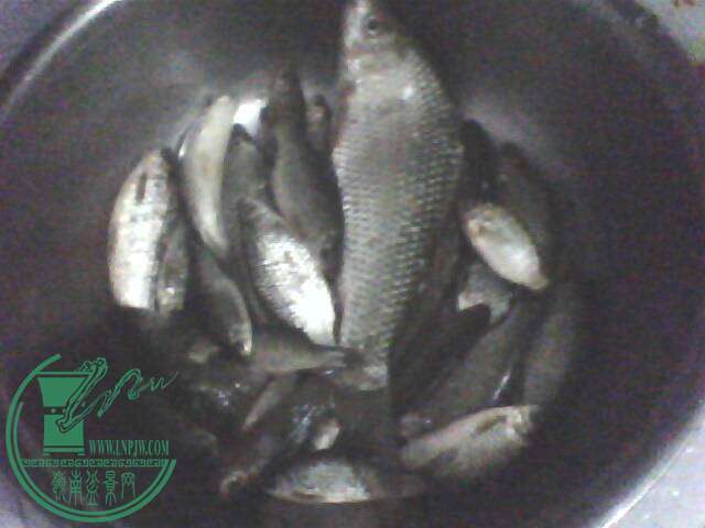 IMG1345A.jpg