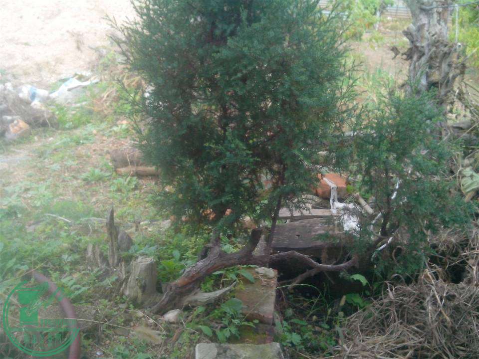 IMG20141102007.jpg