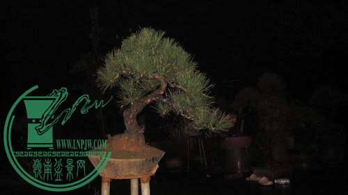 IMG_8084_.jpg