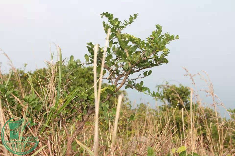 psb23.jpg