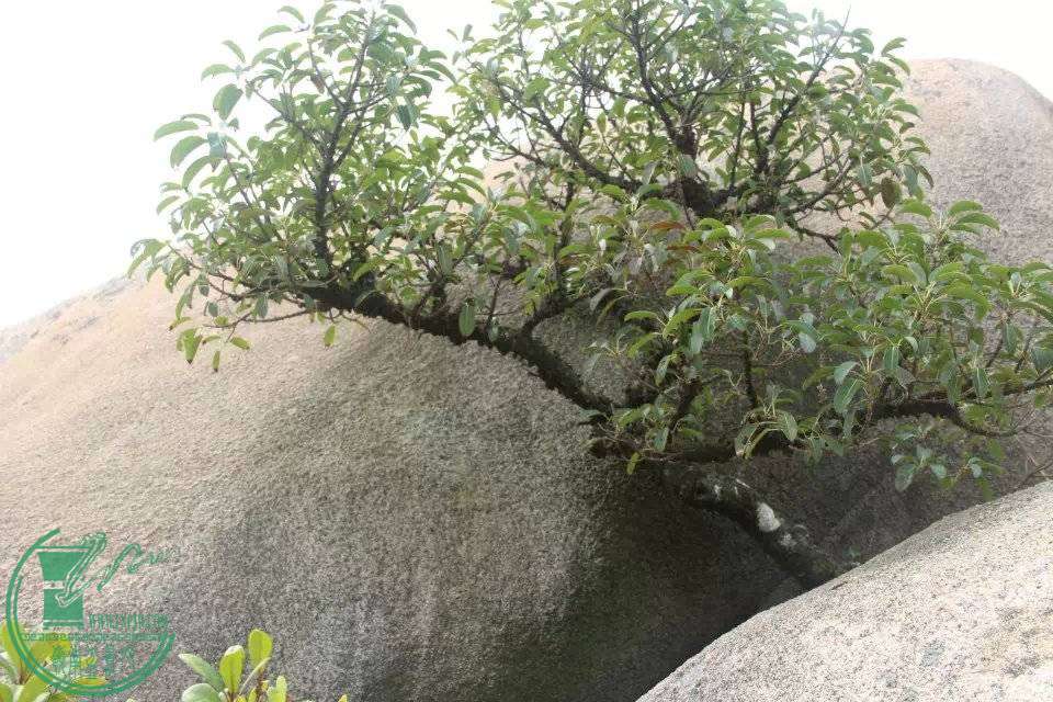 psb27.jpg