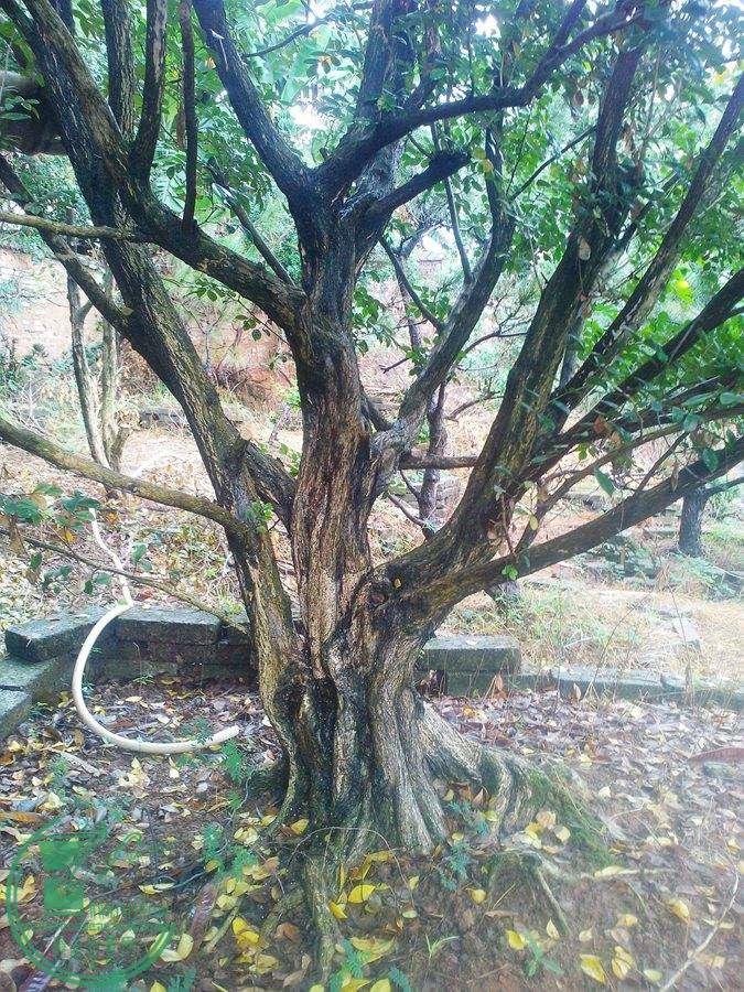 IMG20141108005.jpg
