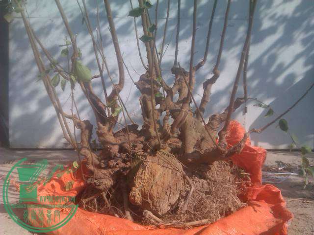 IMAG0092.jpg