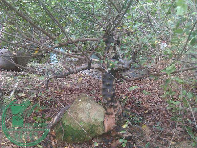 IMAG0108.jpg