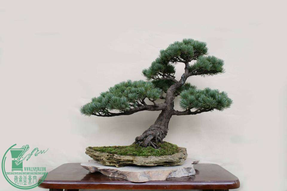 WS8D7442.JPG