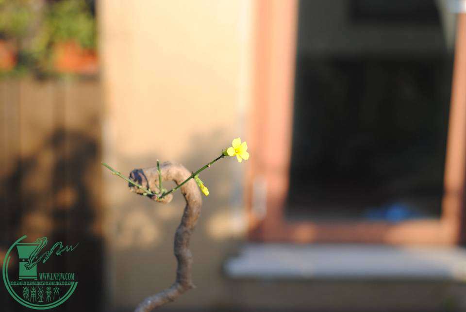 DSC_2693.JPG