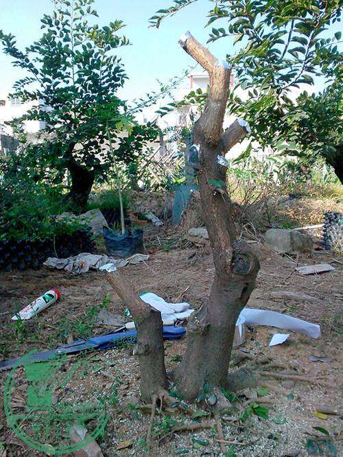 IMG20141121009__.jpg