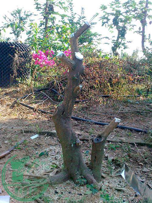 IMG20141121012__.jpg