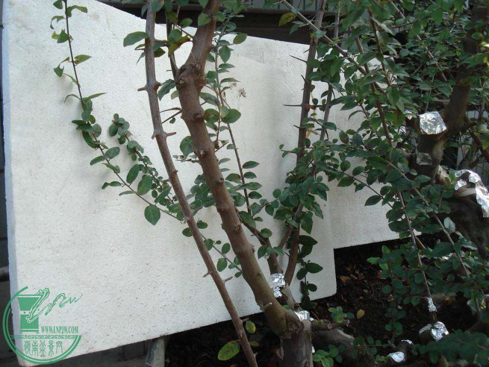 С DSC00004.JPG