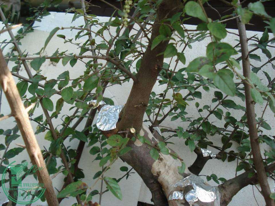 С DSC00007.JPG