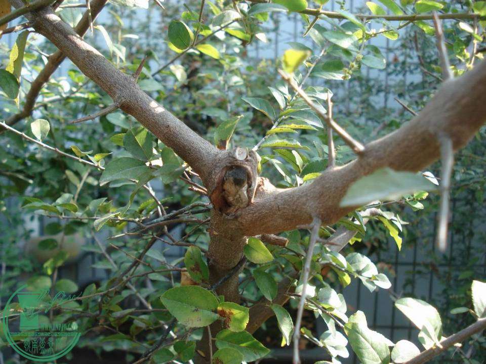 С DSC00008.JPG