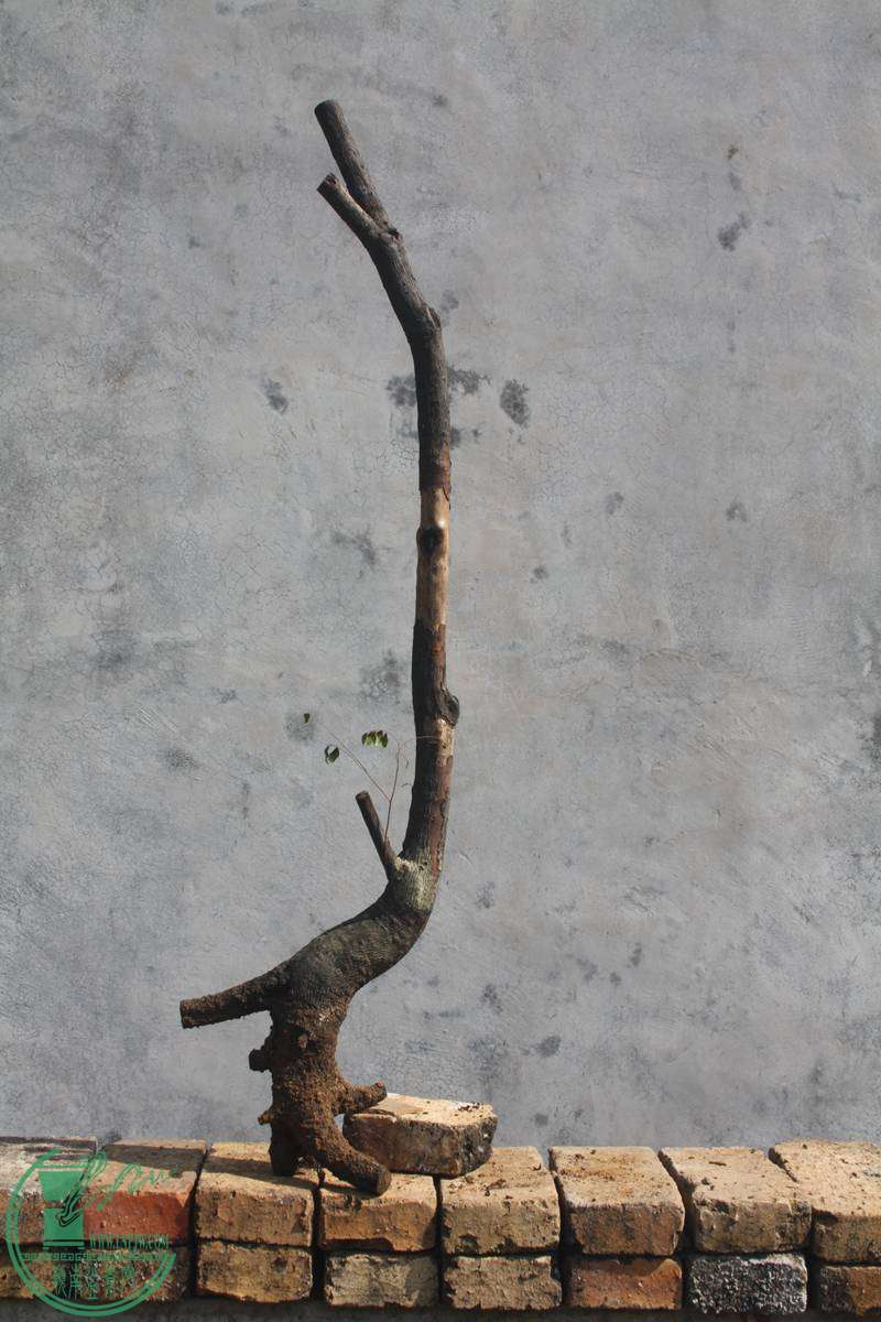 Ƭ20131026ۺ 2246.jpg