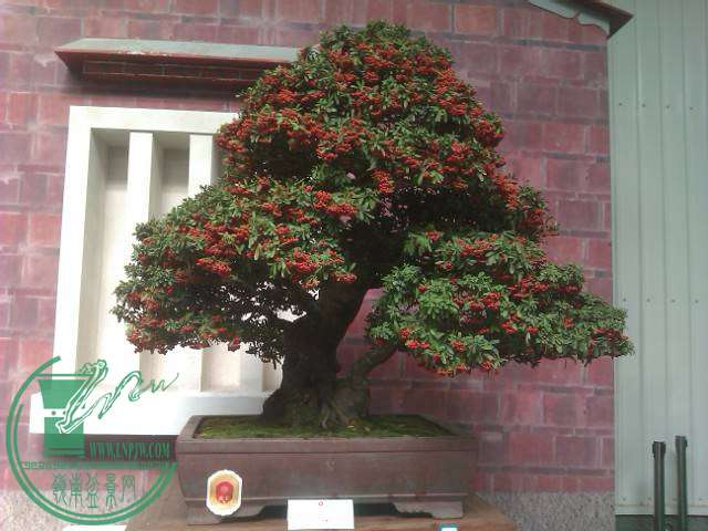 IMAG0175.jpg