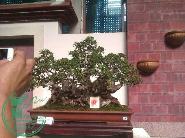 IMAG0177.jpg